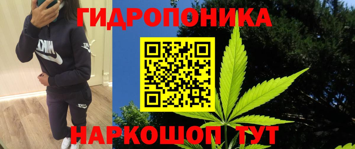 Конопля сатива Дубна